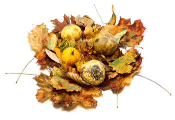 Small decorative pumpkins on dry autumn leafs