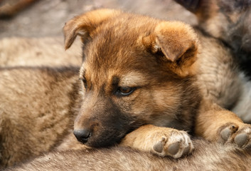 Homeless, sad puppy muzzle close up. Soft focus