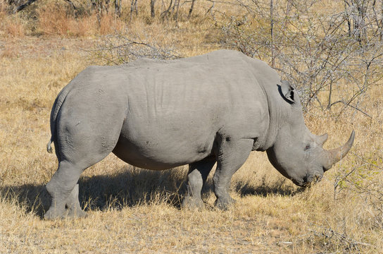 White rhinoceros in national park in South Africa, big five safari animals
