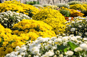 Obraz premium chrysanthemum flower bouquets