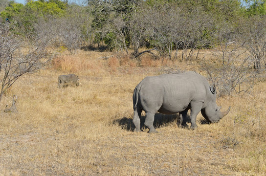White rhinoceros in national park in South Africa, big five safari animals
