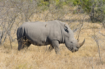 Naklejka premium White rhinoceros in national park in South Africa, big five safari animals 