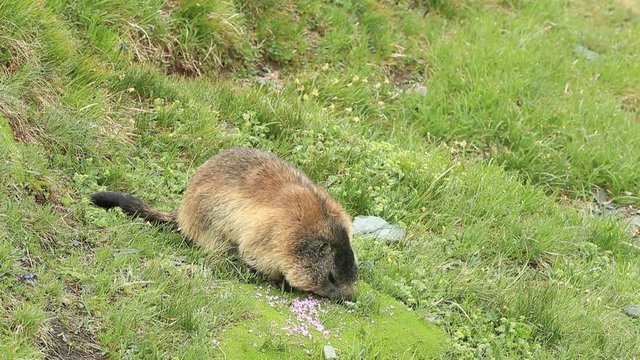 Cute animal. Fighting animals Marmot, Marmota marmota, in the grass with nature rock mountain habitat, Alp, Austria. Mormot with grass mountain and grey clouds. Widlife scene from Alp. 
