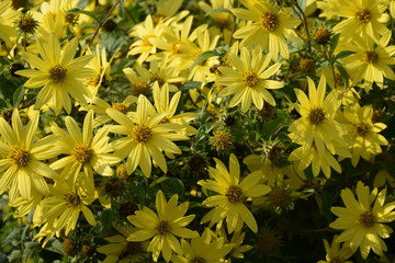 gelbe Blumen als Hintergrund