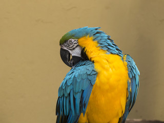A colorful parrot sitting in a patio on the Canary Islands.