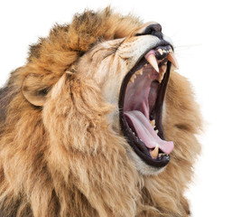 Angry golden lion