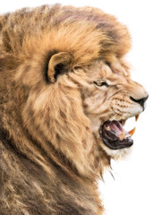 Lion anger