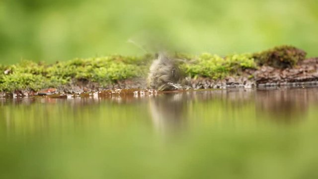 Great Tit, Parus major, black and yellow songbird sitting in the water, nice lichen tree branch, bird in the nature habitat, spring - nesting time, swimming in the water. Germany 