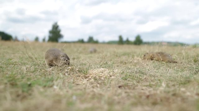 Wildlife wide scene from nature. Animals on the summer meadow. European Ground Squirrel, Spermophilus citellus, sitting in the green grass during summer, detail animal portrait, Czech Republic 