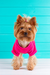 Yorkshire terrier in a pink shirt on  background