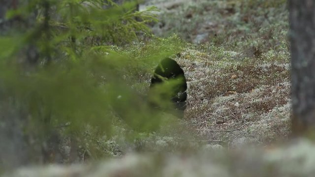 Capercaillie courtship ceremony wirt mating call in the forest, Sweden 