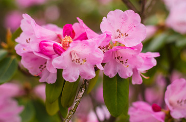 Spring season flowers close up view