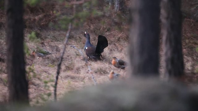 Capercaillie courtship ceremony wirt mating call in the forest, Sweden. Male and females of Capercaillie in the forest. Wildlife scene from nature. Courtship of Capercaillie. Birds in the forest.