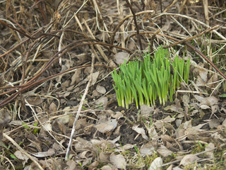 narcissuses sprout in the spring