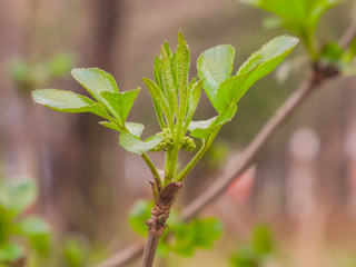 rain drops on the leaf