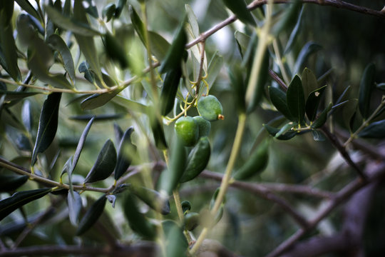 Organic olives in Ivan Dolac village, Hvar island - Croatia