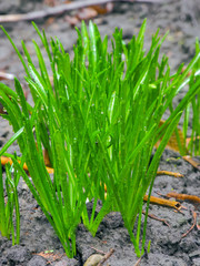 Obraz premium rain drops on the leaf