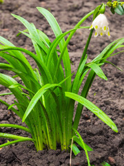 rain drops on the leaf