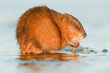 Muskrat ( Ondatra zibethica ) in sunset light. Autumn season.