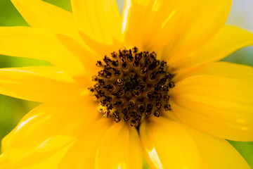 Sonnenblume