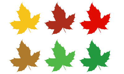 Sechs verschiedene Ahorn Blätter Auswahl für Herbst