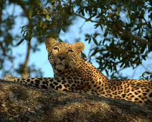 Leopard