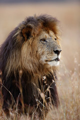Portrait of Lion, Masai Mara