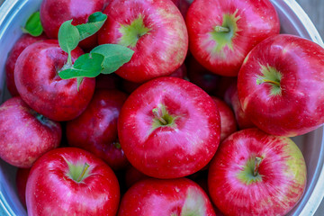 Honey Crisp apples