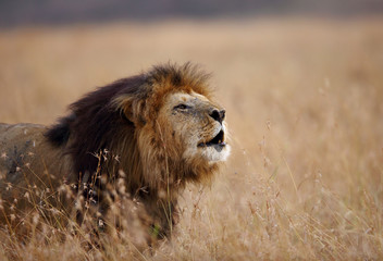 Lion roaring, Masai Mara