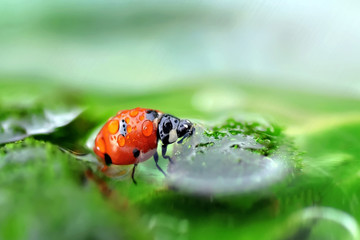ladybug