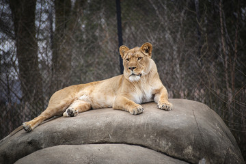 lioness resting on a boulder