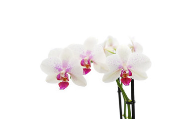 Naklejka na ściany i meble Orchidée
