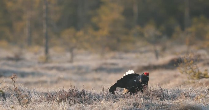 Bird from Sweden. Black Grouse, Tetrao tetrix, lekking nice black bird in marshland, red cap head, animal in the nature forest habitat, Sweden. Dark bird in the march. Black grouse in nature habitat. 