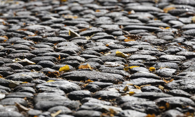 Fallen leaves on a street in Helsinki