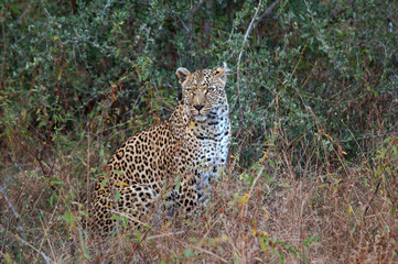 Leopard