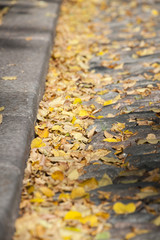 Fallen leaves on a street in Helsinki