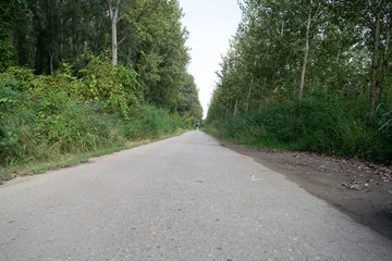Fototapeta premium asphalt road through the forest of poplar in serbia