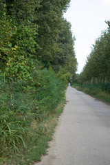 Fototapeta premium asphalt road through the forest of poplar in serbia