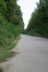 Obraz premium long asphalt road through the forest of poplar