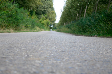 long asphalt road through the forest of poplar