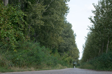 long asphalt road through the forest of poplar