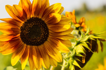 Fototapeta premium Sunflower