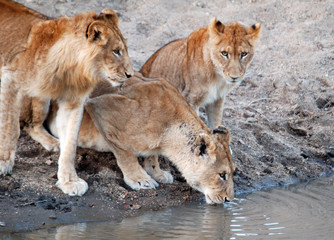 drinking Lions