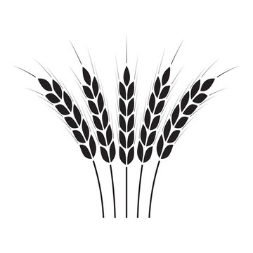 Wheat ears or rice icon. Crop symbol isolated on white background. Design element for bread packaging or beer label. Vector illustration.
