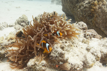 Fototapeta na wymiar clown fish on a reef