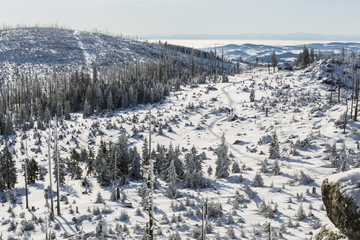 Fototapeta na wymiar Winter landscape and snow wrapped trees