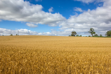 Golden Wheat Field Under Azure Blue Sky