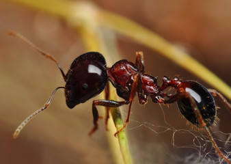 ant