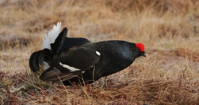 Bird from Sweden. Black Grouse, Tetrao tetrix, lekking nice black bird in marshland, red cap head, animal in the nature forest habitat, Sweden. Dark bird in the march. Black grouse in nature habitat. 