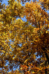 Eichenbäume im Herbst